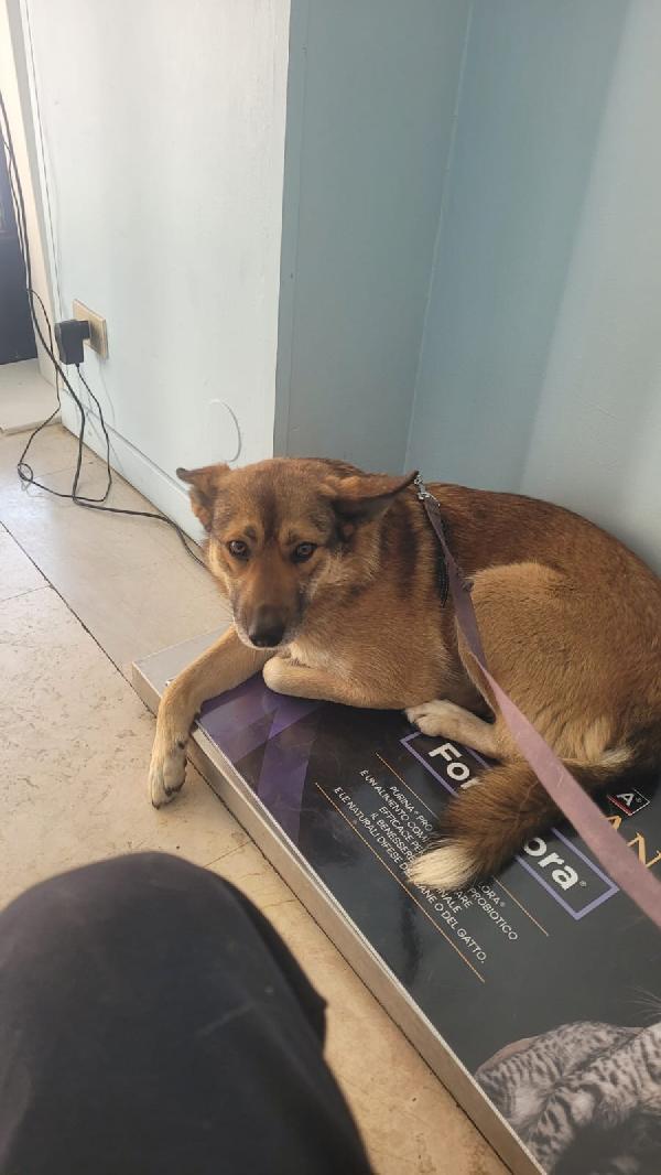 Anais, la nostra splendida lupetta Foto 5